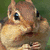 A pixelated squirrel with brown and beige fur, dark eyes, and a green background appears in six . The second shows a pink 'L', the third a cyan 'U', the fourth a yellow 'K', and the fifth a green 'E' overlaid on the squirrel