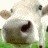 A split-frame contact sheet showing a pixelated cow face on the left and green text reading "Original Icons .com" on a dark background on the right.