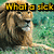 Four lion images arranged in a with text overlays reading 'What a sick masochistic' and 'lion'