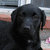 A pixelated close-up of a black dog's face with dark eyes and nose, set against a blurred background of horizontal color bands.