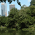 Static pixelated image showing a cityscape with tall buildings behind dense green trees under a light blue sky.