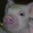 A pixelated image of a pig's face on the left, with green text reading "PLZ DONT TAKE ME INTO" and "CHRISTMAS HAM!!!!!!!" on red backgrounds.