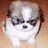A small dog with white and brown fur sits on a light brown surface, its head slightly tilted.
