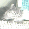 Animated sequence of a fluffy gray cat with large eyes in various poses against a light background with blue patterned fabric.