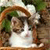 A pixelated static image shows a cat with brown and white fur resting on a light surface, surrounded by green foliage and brown branches.