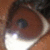 A close-up of a brown animal's eye with dark pupils and white highlights, set against blurred warm-toned background.