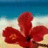 A static image of a red flower with three petals against a beach background featuring blue sky and sandy shore.