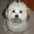 Pixelated dog image with cyan and gray background sections containing text fragments.