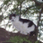 A red background displays text and a small image of a dog in a tree with 'I Loved You So Much R.I.P.' and 'Bouris 8/20/07' text.