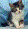 A small kitten with brown and white fur sits against a blue patterned background, its head turned slightly left in the first frame.