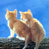 Animated contact sheet showing three frames of two orange cats on a dark surface against blue sky with CoolBuddy.com text in top-right corner.