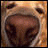 A pixelated close-up of a dog's nose and mouth with white text overlay reading "SO CUTE" in two lines.