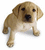 Pixelated static image of a light brown dog lying down with head turned slightly right, dark eyes and nose on white background.
