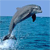 Animals icons for AIM, MSN, MySpace and Yahoo