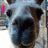 A pixelated dog face with pink text overlays showing 'I', 'LOVE', and 'HIM' across different frames.