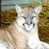 Animated contact sheet showing a cougar in two states with 'CoolBuddy.com' text on blue background.
