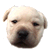 Two side-by-side pixelated frames of a light-colored dog's face with subtle expression and ear position differences against a gray background.
