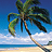 Pixelated palm tree with green fronds against blue sky and white clouds, beach scene below. Static image.
