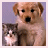 A static image of a light brown puppy with dark eyes and nose, holding a small gray-and-white kitten against a pale purple background.