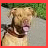 A red background displays a photo of a light brown dog with a dark collar and green foliage in the top-left corner, accompanied by white text reading "My Puppy Is Better Than Yours!".