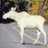 A pixelated image of a white moose walking left to right on a gray path with blurred green and brown background, alongside red text blocks.