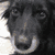 A pixelated dog face appears on the left, with green text and a nuclear explosion image on the right.