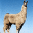 Two pixelated llamas stand against a blue sky background, one with purple text above its head.