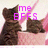 Two brown tabby cats sit in a pink basket with pink fabric background; text overlays change across frames.