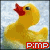Animated yellow duck with red beak and blue eye, standing in water against light background; text 'PIMP' appears below in red box.