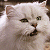 A pixelated contact sheet showing a white cat on the left and green text reading "Original Icons .com" on the right against a dark background.