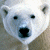 A 50x50 pixel animated buddy icon featuring a polar bear face on the left and green text on a dark background on the right, displayed as a contact sheet with two frames.