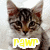 A tabby kitten with striped fur and alert ears appears in four , each showing the word 'rawr' in different colors beneath its face