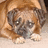 Pixelated dog with brown and black fur, light-colored paws, and a neutral expression on a beige background.
