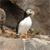 A pixelated static image shows a white bird-like figure with a black beak and wing, positioned against a brown and beige background.