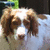 A dog with brown and white fur appears in four showing slight head movement