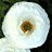 A 3x2 contact sheet of six animated frames showing white ranunculus flowers with yellow-orange centers and green stamens against a dark background, each frame displaying subtle variations in petal arrangement and center detail.