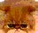 Pixelated static image with warm brown and orange tones, featuring abstract shapes resembling stylized flowers or leaves against a gradient background.