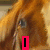 A dog's face with changing text overlays on a red background, showing of animation