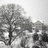 A grayscale pixelated image of a tree with dense foliage against a light background, showing no visible text or distinct objects.