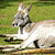 A pixelated animal with light brown and white fur stands on a grassy background, facing left with ears perked up.