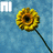 Animated sunflower icon with yellow petals and black center on blue background, displaying text changes across frames.