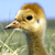 Animals icons for AIM, MSN, MySpace and Yahoo