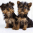 Two small dogs with brown and black fur sit side-by-side on a white background, next to bright pink text reading "SOOO CUTE!!" on red.