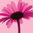 Pixelated pink flowers with dark centers on a light pink background, featuring a vertical pink text overlay reading "MIA".