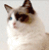 Pixelated close-up of a cat's face with light brown and white fur, dark brown patches over eyes, blue eye visible, pink nose, static image.