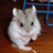 Pixelated image of a light gray and white hamster with dark eyes and pink nose, positioned on a brown wooden surface with blue metal in background