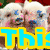 Two pig faces with blue markings appear above a blue and yellow text block reading "This" on a black background with a green audio waveform.