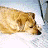 A static image of a light brown dog lying on snow with closed eyes, next to green text reading 'Original Icons .com' on a dark background.