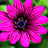 A 3x3 contact sheet of a pixelated animated flower icon with pink petals, purple centers, and green background, displaying sequential text animation across frames.