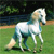 Animals icons for AIM, MSN, MySpace and Yahoo